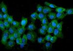 WWOX Antibody in Immunocytochemistry (ICC/IF)