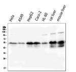 RXRA Antibody in Western Blot (WB)