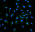 Neuropilin 1 Antibody in Immunocytochemistry (ICC/IF)