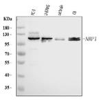 Neuropilin 1 Antibody in Western Blot (WB)