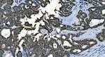 CDC45L Antibody in Immunohistochemistry (Paraffin) (IHC (P))