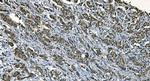 CDC45L Antibody in Immunohistochemistry (Paraffin) (IHC (P))