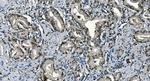 CDC45L Antibody in Immunohistochemistry (Paraffin) (IHC (P))