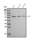 CDC45L Antibody in Western Blot (WB)