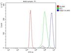 RAB11A Antibody in Flow Cytometry (Flow)