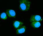 RAB11A Antibody in Immunocytochemistry (ICC/IF)