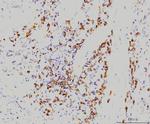 RAB11A Antibody in Immunohistochemistry (Paraffin) (IHC (P))