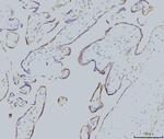 RAB11A Antibody in Immunohistochemistry (Paraffin) (IHC (P))