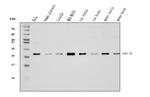 RAB11A Antibody in Western Blot (WB)