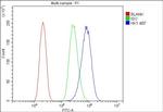 HK1 Antibody in Flow Cytometry (Flow)