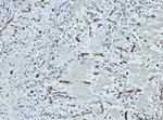 FABP4 Antibody in Immunohistochemistry (Paraffin) (IHC (P))