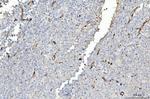 FABP4 Antibody in Immunohistochemistry (Paraffin) (IHC (P))