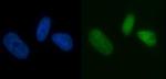 MCM7 Antibody in Immunocytochemistry (ICC/IF)