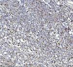 MCM7 Antibody in Immunohistochemistry (Paraffin) (IHC (P))