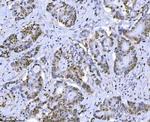 MCM7 Antibody in Immunohistochemistry (Paraffin) (IHC (P))