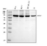 MCM7 Antibody in Western Blot (WB)