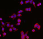 14-3-3 epsilon Antibody in Immunocytochemistry (ICC/IF)