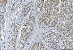 14-3-3 epsilon Antibody in Immunohistochemistry (Paraffin) (IHC (P))