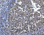 14-3-3 epsilon Antibody in Immunohistochemistry (Paraffin) (IHC (P))