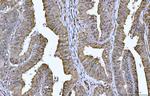 14-3-3 epsilon Antibody in Immunohistochemistry (Paraffin) (IHC (P))