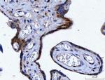 14-3-3 epsilon Antibody in Immunohistochemistry (Paraffin) (IHC (P))