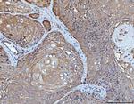 14-3-3 epsilon Antibody in Immunohistochemistry (Paraffin) (IHC (P))