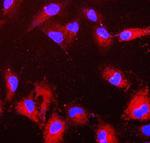 PRDX6 Antibody in Immunocytochemistry (ICC/IF)