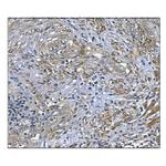 PRDX6 Antibody in Immunohistochemistry (Paraffin) (IHC (P))