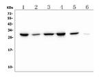 PRDX6 Antibody in Western Blot (WB)