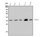 PP2A alpha Antibody in Western Blot (WB)