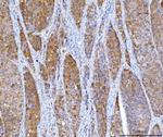 HGD Antibody in Immunohistochemistry (Paraffin) (IHC (P))