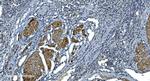 ACTA1 Antibody in Immunohistochemistry (Paraffin) (IHC (P))