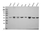 ACTA1 Antibody in Western Blot (WB)