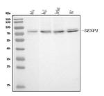 SENP1 Antibody in Western Blot (WB)