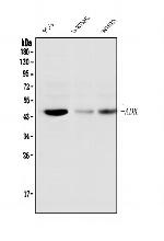 ADK Antibody in Western Blot (WB)