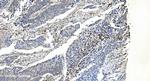 APPL1 Antibody in Immunohistochemistry (Paraffin) (IHC (P))