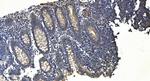 APPL1 Antibody in Immunohistochemistry (Paraffin) (IHC (P))