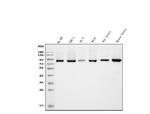 APPL1 Antibody in Western Blot (WB)