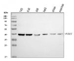 PCBP2 Antibody in Western Blot (WB)