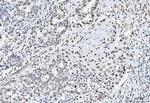 CtBP2 Antibody in Immunohistochemistry (Paraffin) (IHC (P))