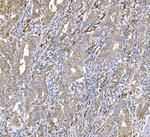 SND1 Antibody in Immunohistochemistry (Paraffin) (IHC (P))