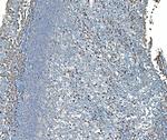 SND1 Antibody in Immunohistochemistry (Paraffin) (IHC (P))