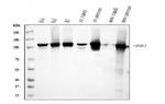 SND1 Antibody in Western Blot (WB)