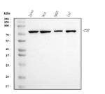 Cyclin T1 Antibody in Western Blot (WB)