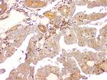 AIP Antibody in Immunohistochemistry (Paraffin) (IHC (P))