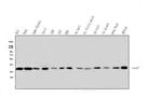 AIP Antibody in Western Blot (WB)