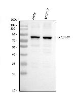 KHSRP Antibody in Western Blot (WB)