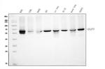 ELP3 Antibody in Western Blot (WB)