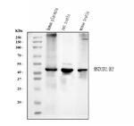 HSD3B1 Antibody in Western Blot (WB)