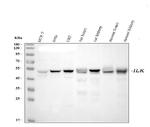 ILK Antibody in Western Blot (WB)